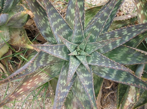 Aloe saponaria, pianta grassa 