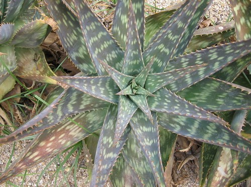 aloe saponaria pianta grassa