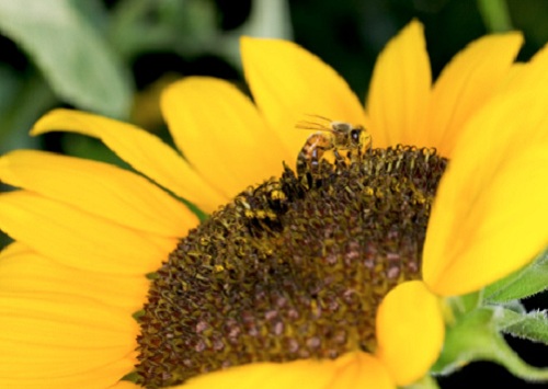 Le api, insetti utili
