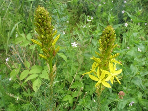 asphodeline erbacea perenne