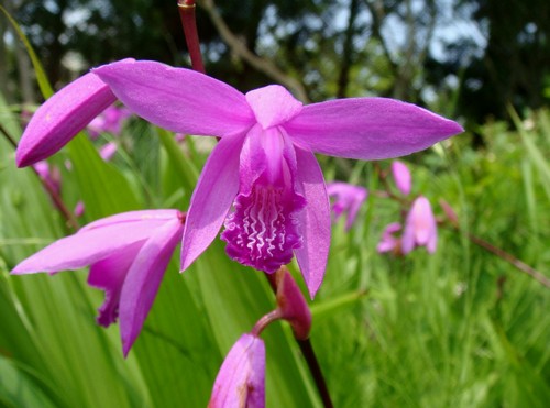 bletilla striata