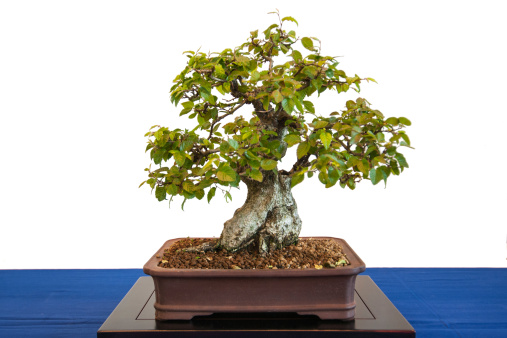 bonsai concimazione