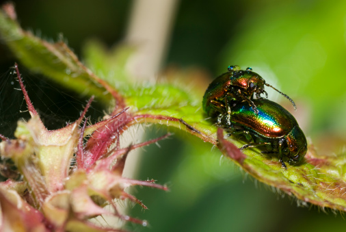 cetonia dorata insetto parassita