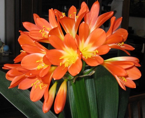 clivia varietà cure