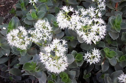 crassula lactea pianta grassa