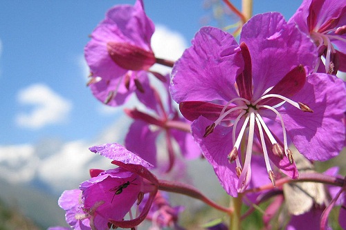 significato fiori epilobio