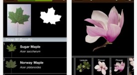 leafsnap app riconosce foglie