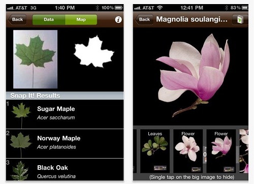 Leafsnap: l'app che riconosce le piante
