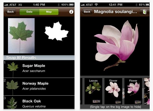 leafsnap app riconosce foglie