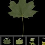 leafsnap app riconosce foglie