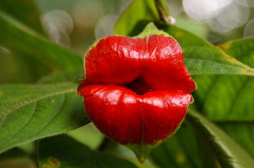 Psychotria Elata, la pianta dei baci