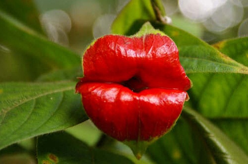 psychotria elata pianta baci