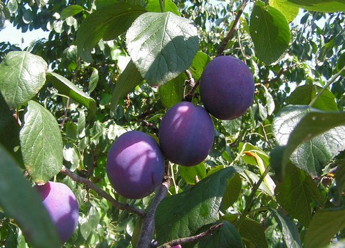 susino albero da frutto