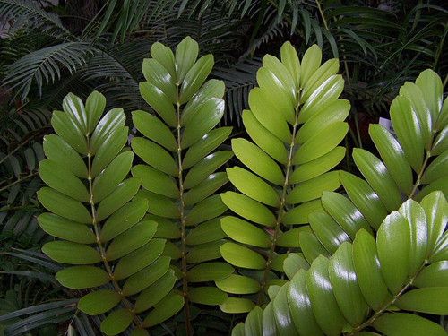 zamia pumila