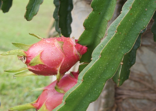 piatahaya albero da frutto