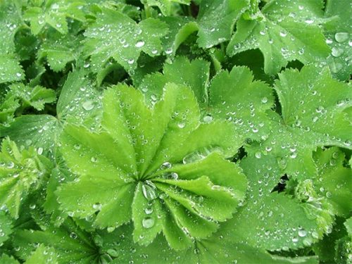 Alchemilla