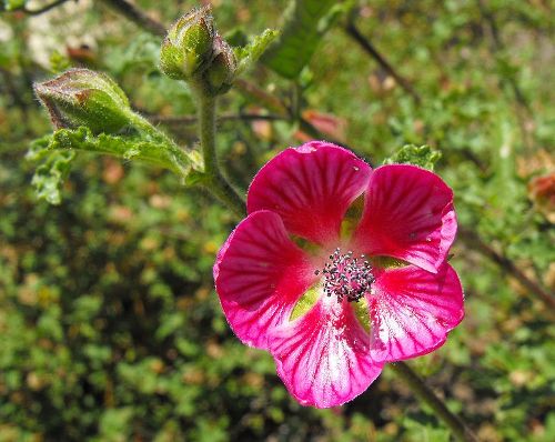 Anisodontea