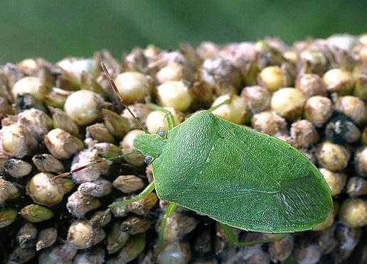 cimice verde insetto parassita