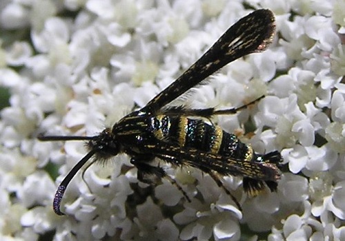 Tarlo vespa del pioppo: insetto parassita