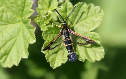 sesia ribes kaki insetto parassita