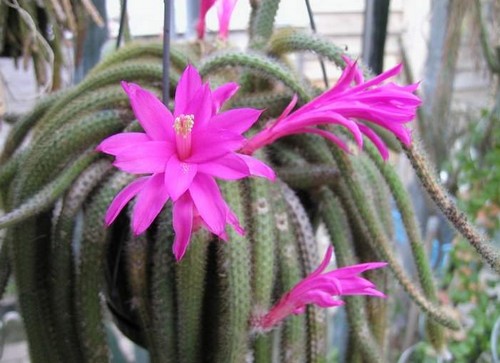 aporocactus flagelliformis fioritura primaverile