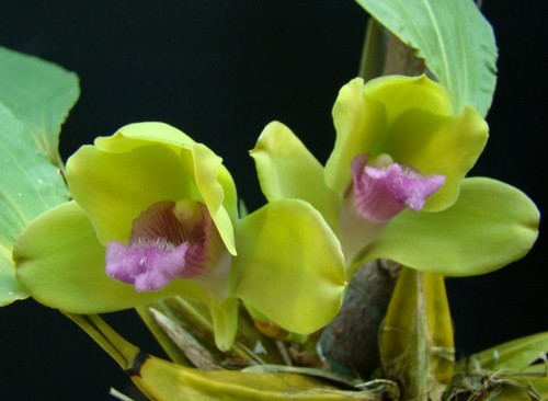 Bifrenaria, l'orchidea che depura l'aria