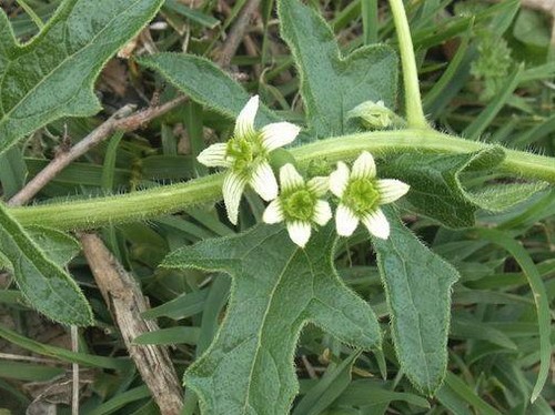 bryonia dioica rampicante perenne