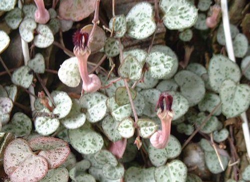 ceropegia specie più diffuse