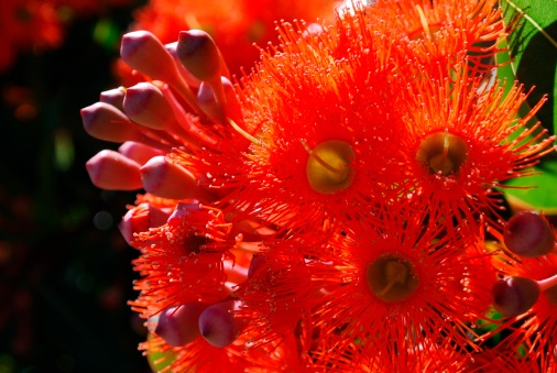 fiori coloro legato animali impollinazione