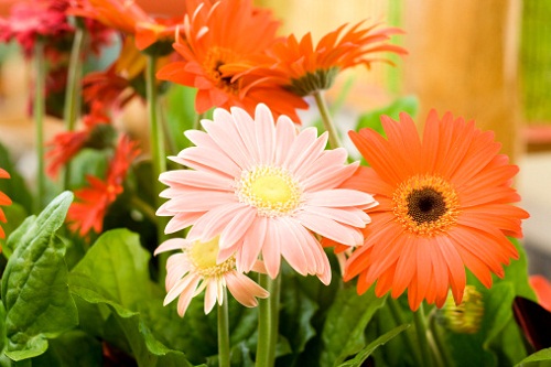 sette fioriture primaverili coltivare casa