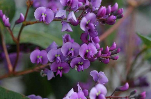 Hardenbergia, le specie più diffuse