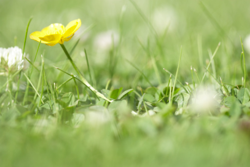 significato fiori lappio