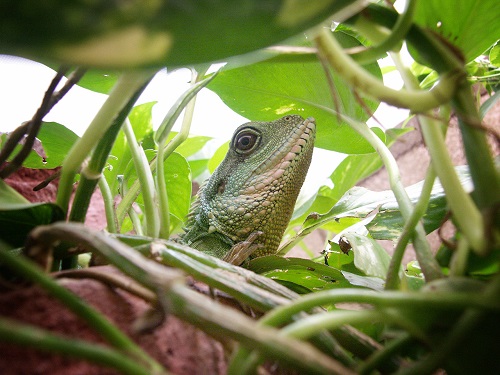 come coltivare piante terrario