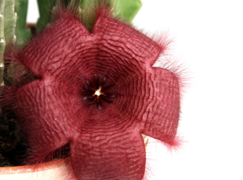 Stapelia