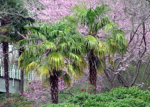 Trachycarpus, palma cinese