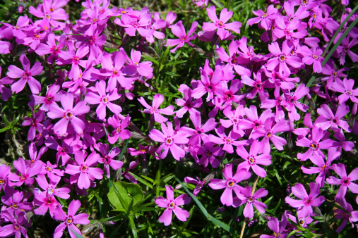 phlox specie più belle