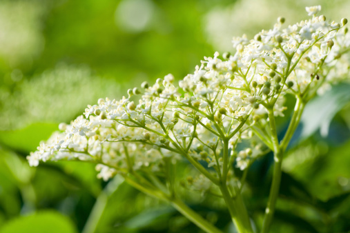 sambuco fioritura primaverile