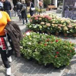 serra cielo aperto brixia florum 14 aprile