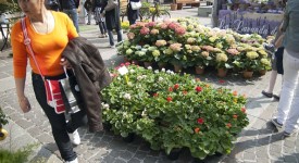 serra cielo aperto brixia florum 14 aprile