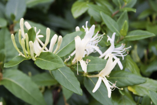 lonicera fioritura primaverile