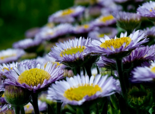 Erigeron