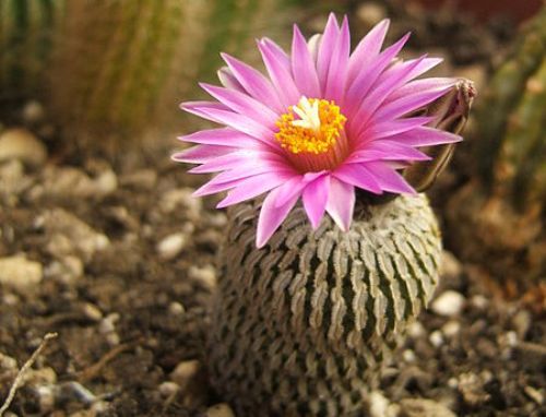 Turbinicarpus