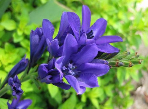 babiana stricta fioritura primaverile