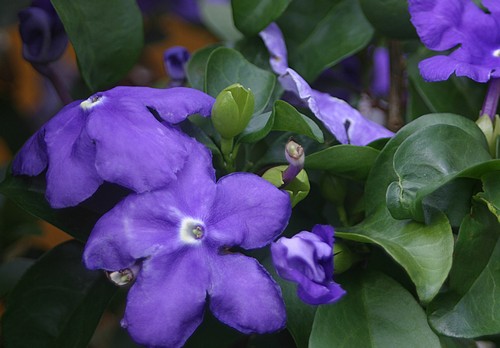 brunfelsia calycina fioritura primaverile