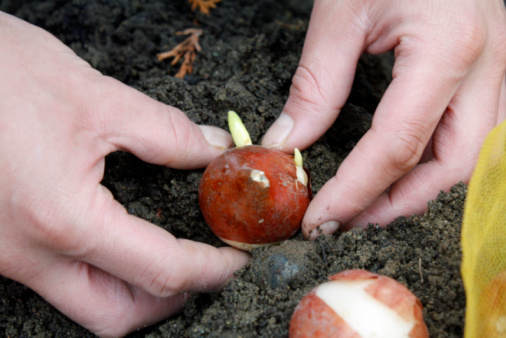 come conservare bulbi primaverili