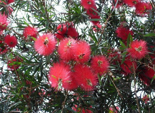 callistemon speciosus fioritura primaverile