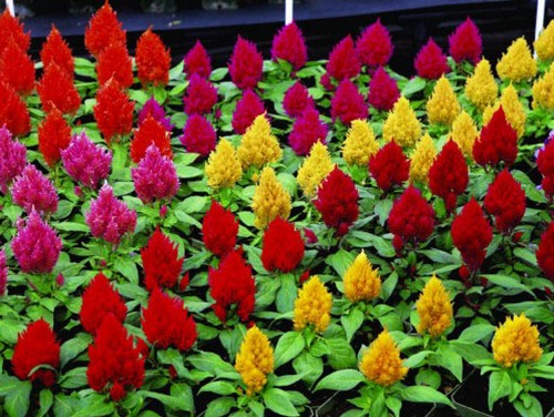 celosia kimono semina primavera