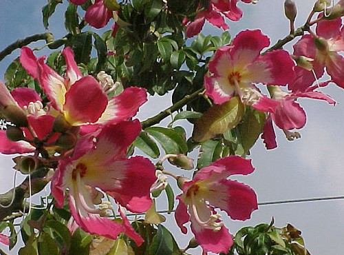chorisia speciosa fioritura primaverile