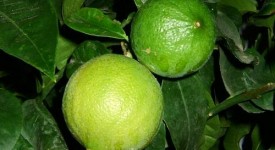 citrus bergamia fioritura primaverile