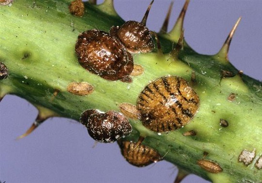 cocciniglia corniolo insetto parassita
